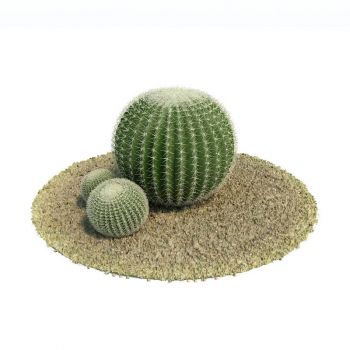 金琥仙人球热带植物