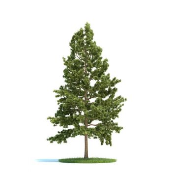 北美乔松树木松树