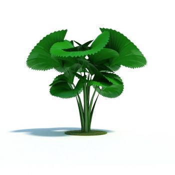 轴榈 观叶植物 大型雨林缸植物