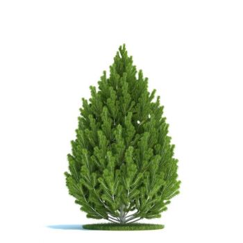 细松树3D模型