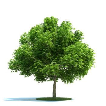 北美马栗树 树木