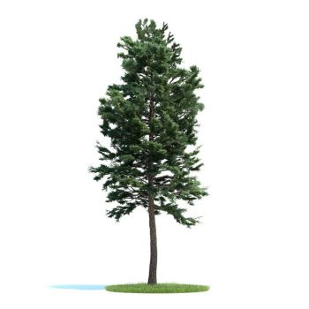 樟子松树木植物