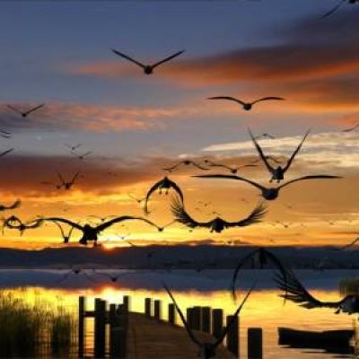 现代夕阳黄昏生态湿地飞鸟3D模型