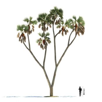 非洲棕榈 菲洲椰子植物