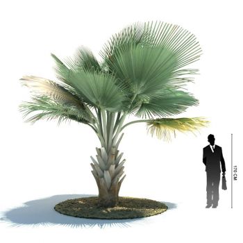 棕榈科 蜡棕属 比利蜡棕