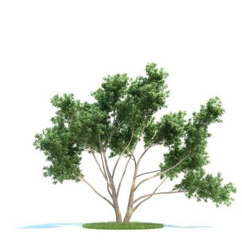 桉树树木小乔木