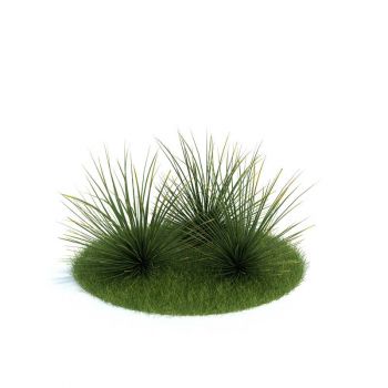 龙舌兰花草植物3D模型