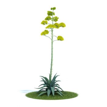 龙舌兰植物3D模型