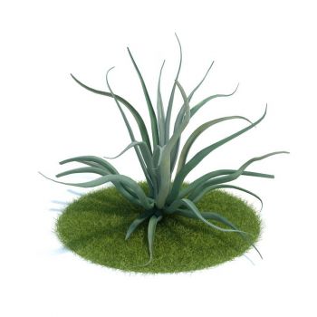 龙舌兰花草3D模型