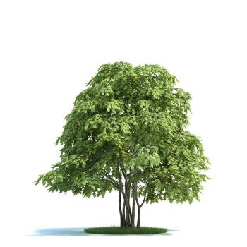 小乔木湿地树木