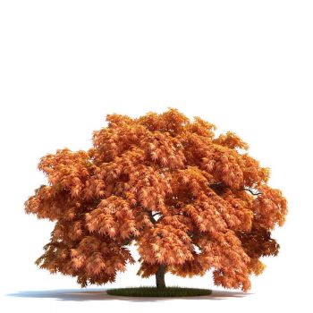 日本槭 羽扇槭树木