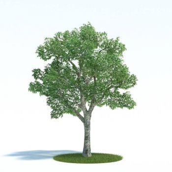 法国梧桐夏季树木