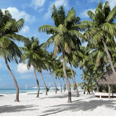 热带沙滩旅游椰子树