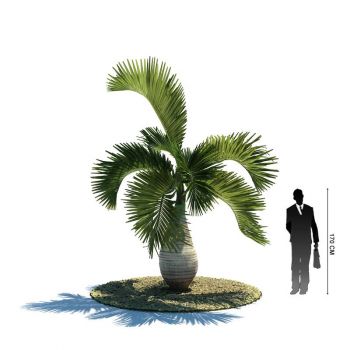 酒瓶椰子树植物3D模型