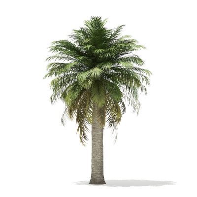智利酒棕热带棕榈树3D模型