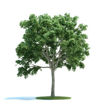 榆钱树榆树树木