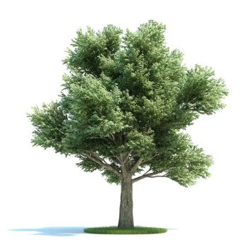 岩生栎大乔木树木3D模型