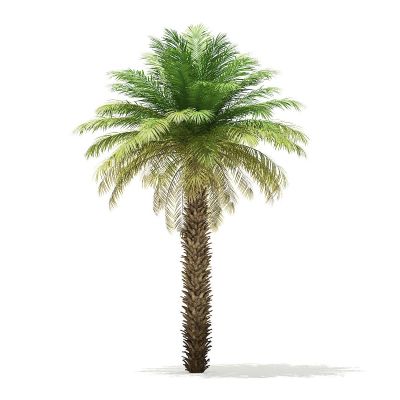 海枣树椰枣树date palm3D模型