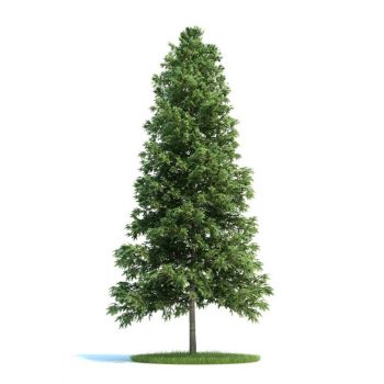 欧洲云杉树树木3D模型
