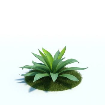 龙舌兰属植物3D模型