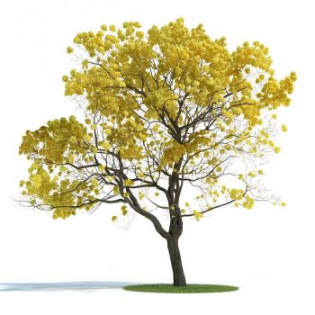 黄钟木黄丝风铃木树木植物