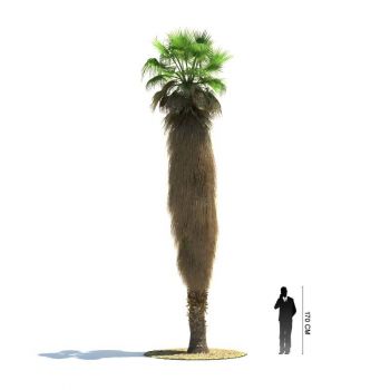 棕榈科 丝葵属 华盛顿棕榈植物