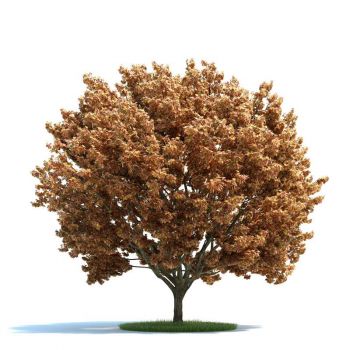 秋季小乔木树木