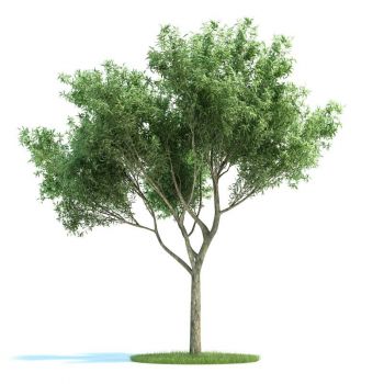 爆竹柳小乔木植物