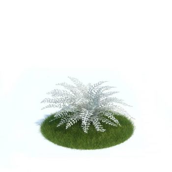 雪叶莲植物花卉