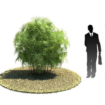 筋头竹 棕竹植物