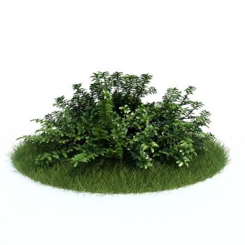 蕊帽忍冬草植物