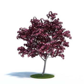 羽扇槭树木小乔木