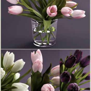 百合花水仙花植物