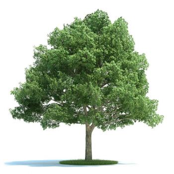 栎树 树木大乔木