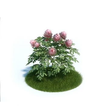 牡丹花花卉植物