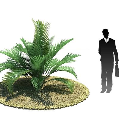 棕榈 分干玲珑椰子