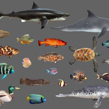 低面数的鱼类包