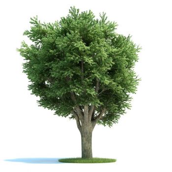 榆树树木大乔木