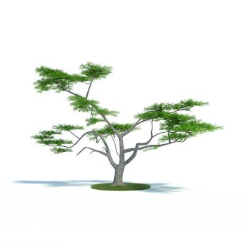 缢蛏小乔木植物