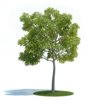 黑核桃树木小乔木