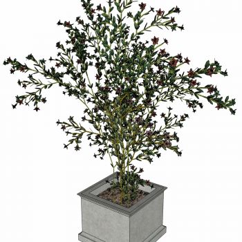 现代植物盆栽花盆花槽