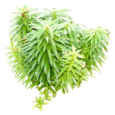 室外园林景观SU模型