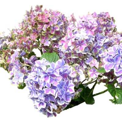 室外园林景观SU模型