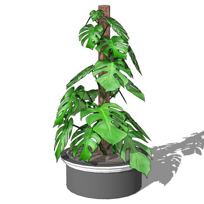 室外园林景观盆景盆栽盆栽