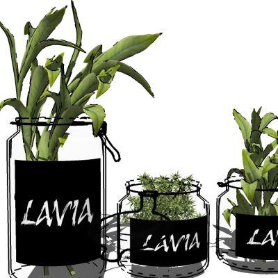 盆栽植物绿植花盆