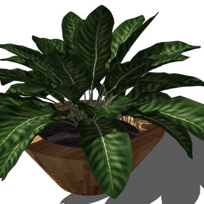 室外园林景观盆景盆栽盆栽