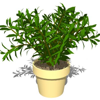 室外园林景观盆景盆栽盆栽