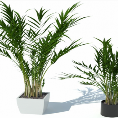 盆栽植物绿植花盆