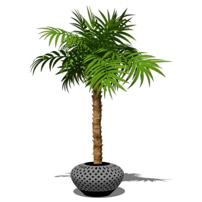 室外园林景观树盆栽