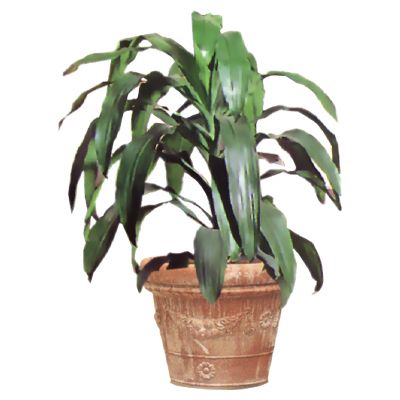 室外园林景观树盆栽